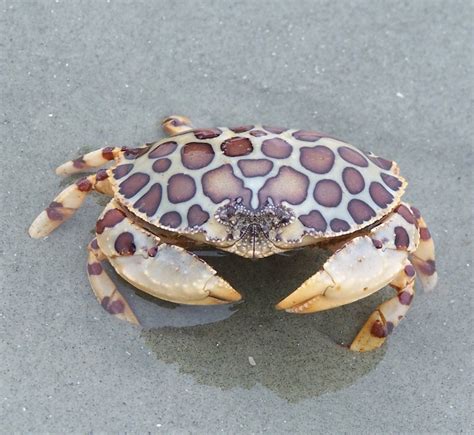 calico box crab distribution|calico box crab habitat.